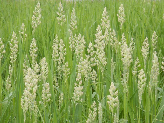 初夏なのに花粉症 スタッフブログ なぎさ薬局グループ